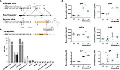 Attempts to evaluate locus suicide recombination and its potential role in B cell negative selection in the mouse